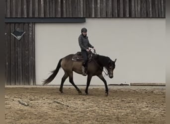 Appaloosa, Caballo castrado, 6 años, 154 cm, Buckskin/Bayo