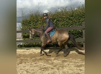 Appaloosa, Caballo castrado, 6 años, 154 cm, Buckskin/Bayo