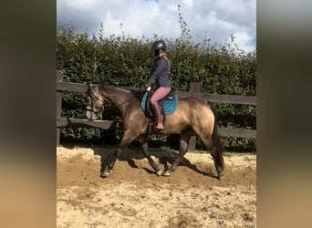 Appaloosa, Caballo castrado, 6 años, 154 cm, Buckskin/Bayo