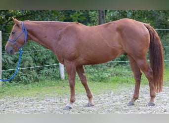 Appaloosa, Caballo castrado, 6 años, 155 cm, Alazán-tostado