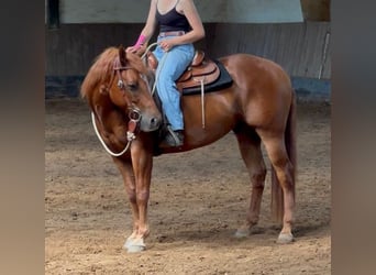 Appaloosa, Caballo castrado, 6 años, 155 cm, Alazán-tostado