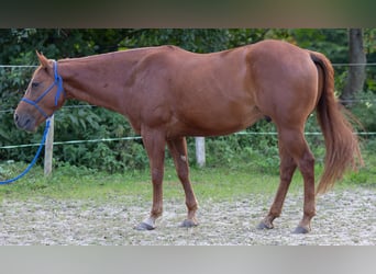 Appaloosa, Caballo castrado, 6 años, 155 cm, Alazán-tostado