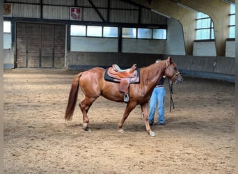 Appaloosa, Caballo castrado, 6 años, 155 cm, Alazán