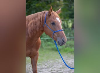 Appaloosa, Caballo castrado, 6 años, 155 cm, Alazán