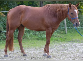 Appaloosa, Caballo castrado, 6 años, 155 cm, Alazán