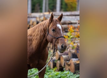 Appaloosa, Caballo castrado, 6 años, 155 cm, Alazán