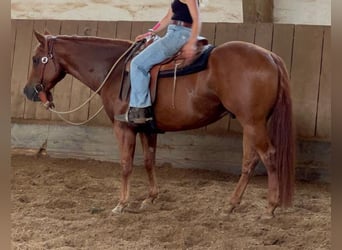 Appaloosa, Caballo castrado, 6 años, 155 cm, Alazán