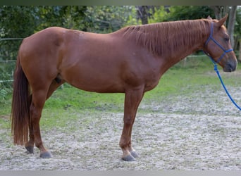 Appaloosa, Caballo castrado, 6 años, 155 cm, Alazán