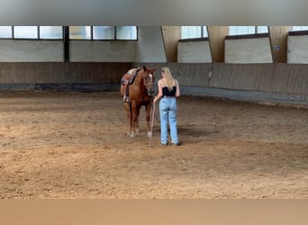 Appaloosa, Caballo castrado, 6 años, 155 cm, Alazán