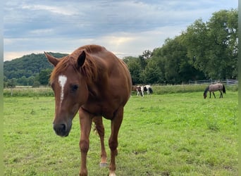 Appaloosa, Caballo castrado, 6 años, 155 cm, Alazán