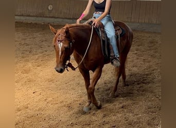 Appaloosa, Caballo castrado, 6 años, 155 cm, Alazán