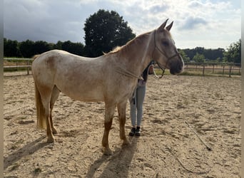 Appaloosa Mestizo, Caballo castrado, 6 años, 155 cm, Atigrado/Moteado