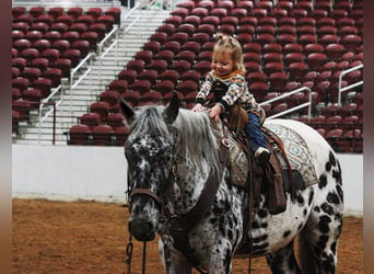 Appaloosa, Caballo castrado, 6 años, 155 cm, Negro