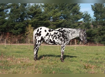 Appaloosa, Caballo castrado, 6 años, 155 cm, Negro