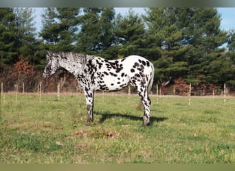 Appaloosa, Caballo castrado, 6 años, 155 cm, Negro