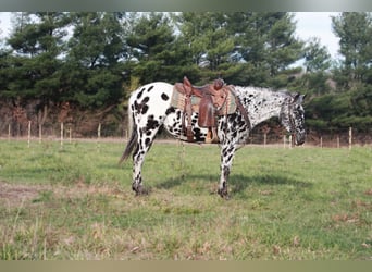 Appaloosa, Caballo castrado, 6 años, 155 cm, Negro