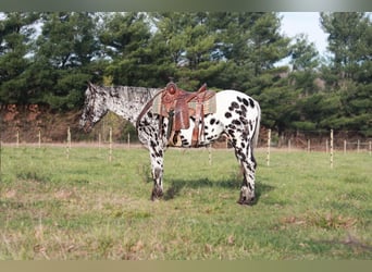 Appaloosa, Caballo castrado, 6 años, 155 cm, Negro