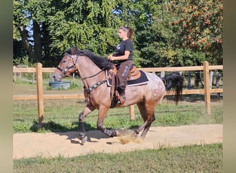 Appaloosa, Caballo castrado, 6 años, 156 cm, Atigrado/Moteado