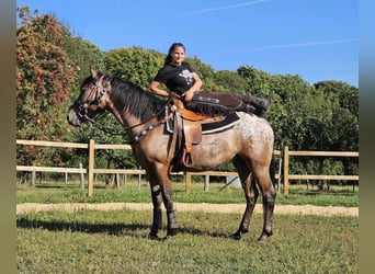 Appaloosa, Caballo castrado, 6 años, 156 cm, Atigrado/Moteado