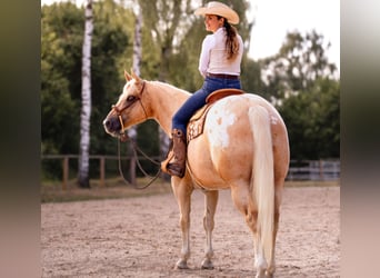 Appaloosa, Caballo castrado, 6 años, 159 cm, Palomino