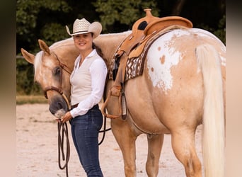 Appaloosa, Caballo castrado, 6 años, 159 cm, Palomino