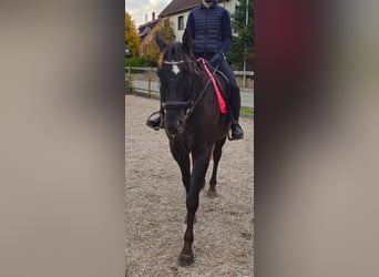 Appaloosa, Caballo castrado, 6 años, 161 cm, Castaño oscuro