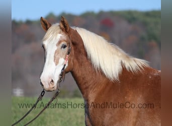 Appaloosa, Caballo castrado, 6 años, 168 cm, Alazán rojizo