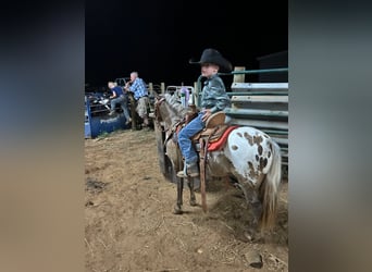 Appaloosa, Caballo castrado, 6 años, 97 cm, Castaño rojizo
