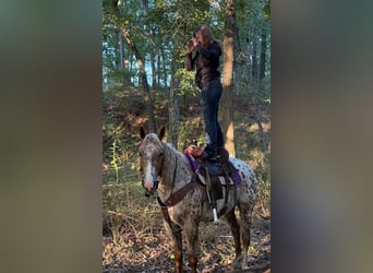 Appaloosa, Caballo castrado, 6 años, Alazán-tostado