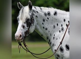Appaloosa, Caballo castrado, 6 años, Atigrado/Moteado