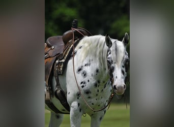 Appaloosa, Caballo castrado, 6 años, Atigrado/Moteado