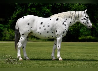 Appaloosa, Caballo castrado, 6 años, Atigrado/Moteado