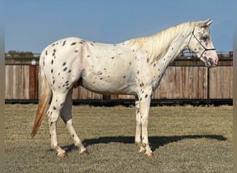 Appaloosa, Caballo castrado, 6 años