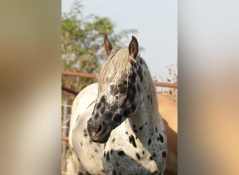 Appaloosa, Caballo castrado, 6 años