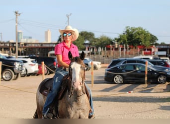 Appaloosa, Caballo castrado, 6 años, Castaño-ruano