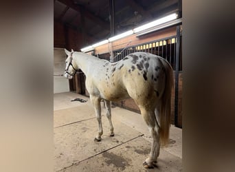 Appaloosa, Caballo castrado, 6 años, White/Blanco