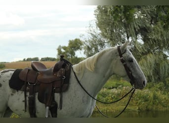 Appaloosa, Caballo castrado, 6 años, White/Blanco