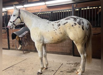 Appaloosa, Caballo castrado, 6 años, White/Blanco