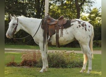 Appaloosa, Caballo castrado, 6 años, White/Blanco