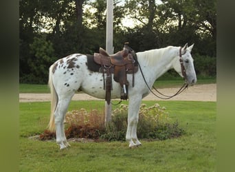 Appaloosa, Caballo castrado, 6 años, White/Blanco