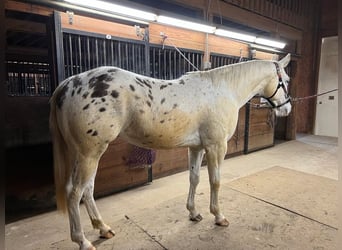 Appaloosa, Caballo castrado, 6 años, White/Blanco