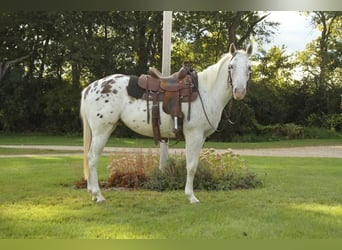 Appaloosa, Caballo castrado, 6 años, White/Blanco