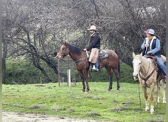 Appaloosa, Caballo castrado, 7 años, 140 cm, Castaño rojizo