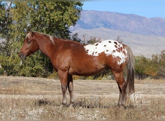 Appaloosa, Caballo castrado, 7 años, 142 cm, Castaño rojizo
