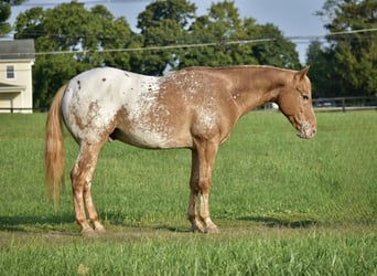 Appaloosa, Caballo castrado, 7 años, 145 cm, Castaño-ruano