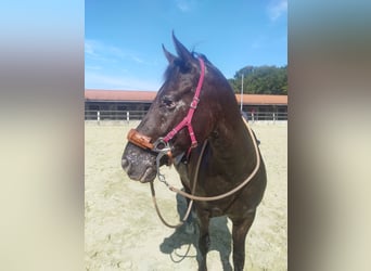 Appaloosa Mestizo, Caballo castrado, 7 años, 145 cm, Tordillo negro