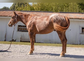 Appaloosa, Caballo castrado, 7 años, 147 cm