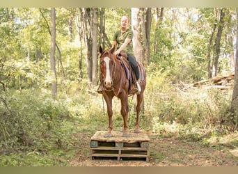 Appaloosa, Caballo castrado, 7 años, 147 cm