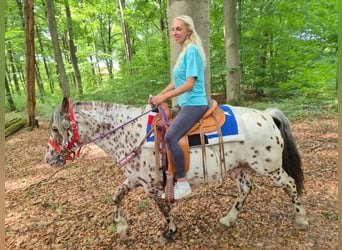 Appaloosa Mestizo, Caballo castrado, 7 años, 150 cm, Atigrado/Moteado
