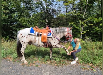 Appaloosa Mestizo, Caballo castrado, 7 años, 150 cm, Atigrado/Moteado